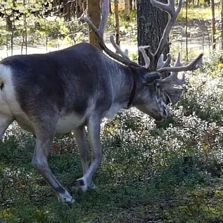 Pyhan Kortepuolukka * Pyhatunturi