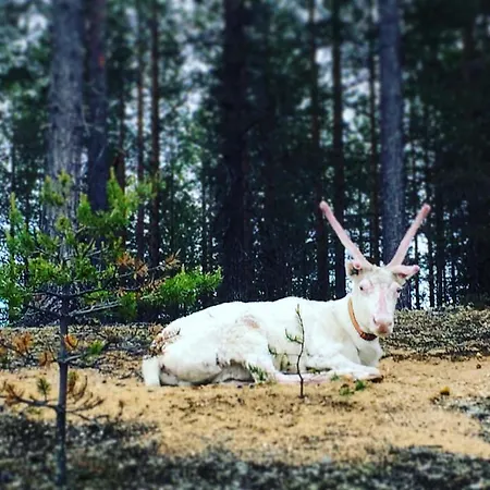 Holiday home Pyhan Kortepuolukka