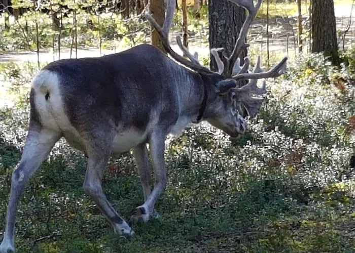 Pyhaen Kortepuolukka * 파이하튠튜리