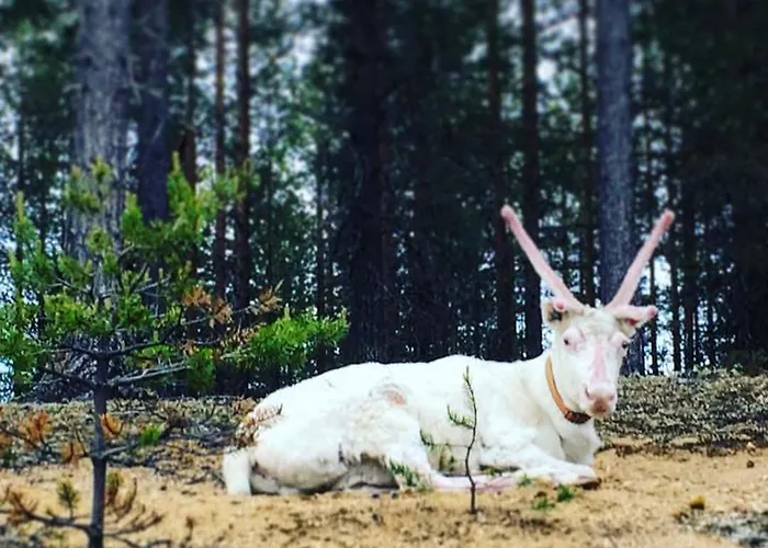 펜션 Pyhaen Kortepuolukka